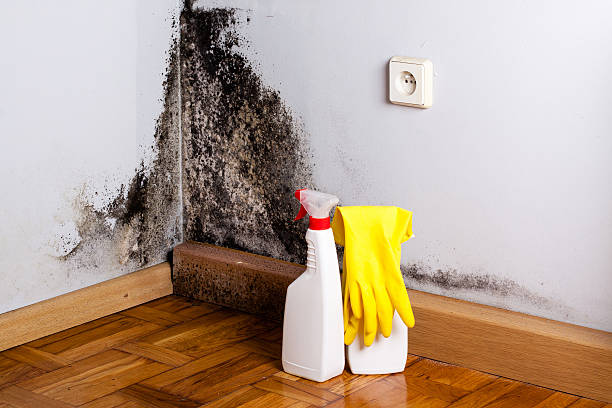 Why You Should Choose Our Mold Remediation Services in Shiloh, PA